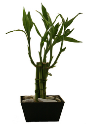 Lucky Day Bamboo planter from The Posie Shoppe in Prineville, OR