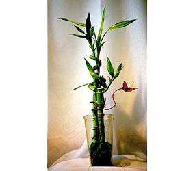 Lucky Bamboo plant arrangement from The Posie Shoppe in Prineville, OR