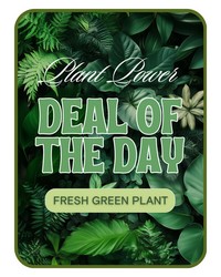 Green Plant Deal of the Day from The Posie Shoppe in Prineville, OR