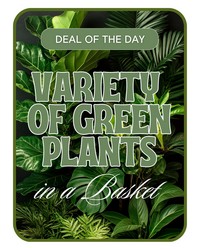 Designer's Choice - Variety of Green Plants from The Posie Shoppe in Prineville, OR