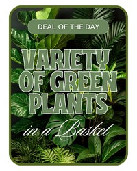 Designer's Choice - Variety of Green Plants from The Posie Shoppe in Prineville, OR