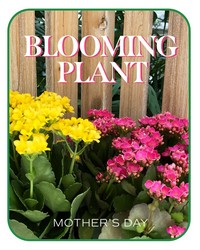 Mother's Day Blooming Plant from The Posie Shoppe in Prineville, OR