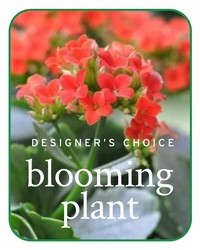 In-Season Blooming Plant from The Posie Shoppe in Prineville, OR
