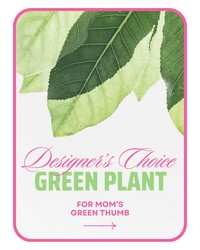 Designer's Choice Green Plant from The Posie Shoppe in Prineville, OR