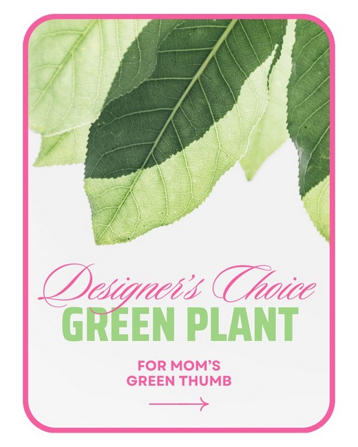 Designer's Choice Green Plant