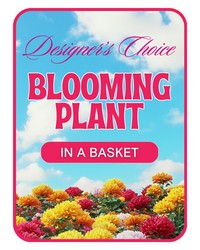 Designer's Choice Blooming Plant from The Posie Shoppe in Prineville, OR