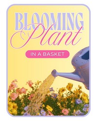 Florist's Choice of Blooming Plant from The Posie Shoppe in Prineville, OR