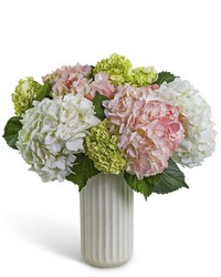Hydrangea Aura from The Posie Shoppe in Prineville, OR