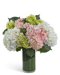 Hydrangea Glow from The Posie Shoppe in Prineville, OR