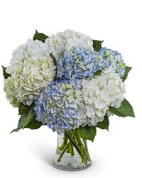 Lovely Lush Hydrangea from The Posie Shoppe in Prineville, OR