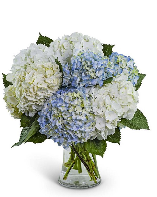 Lovely Lush Hydrangea