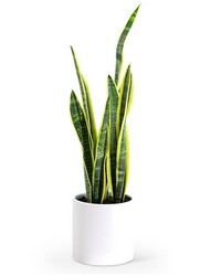 Sansevieria Plant from The Posie Shoppe in Prineville, OR