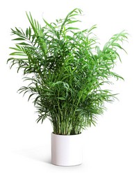 Areca Palm Plant from The Posie Shoppe in Prineville, OR
