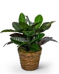 Croton Plant in Basket from The Posie Shoppe in Prineville, OR