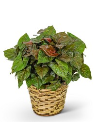 Arrowhead Plant in Basket from The Posie Shoppe in Prineville, OR