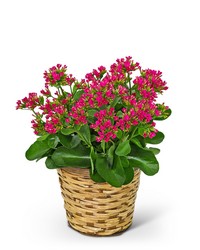 Rosy Bloom Kalanchoe Plant from The Posie Shoppe in Prineville, OR