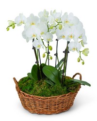 Serenity Orchid Plant from The Posie Shoppe in Prineville, OR