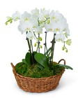 Serenity Orchid Plant from The Posie Shoppe in Prineville, OR