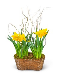 Double Daffodil Basket from The Posie Shoppe in Prineville, OR