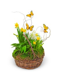Spring Plants with Butterflies from The Posie Shoppe in Prineville, OR