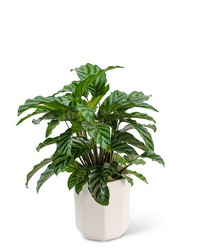 Calathea Plant in Ceramic Container from The Posie Shoppe in Prineville, OR