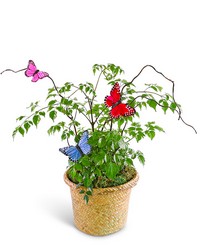 Butterfly China Doll Plant in Basket from The Posie Shoppe in Prineville, OR