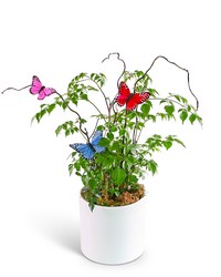 Butterfly China Doll Plant in Ceramic from The Posie Shoppe in Prineville, OR