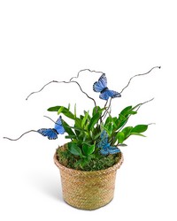 Zanzibar Gem Plant with Blue Butterflies from The Posie Shoppe in Prineville, OR