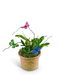 Zanzibar Gem Plant with Butterfly Accents from The Posie Shoppe in Prineville, OR