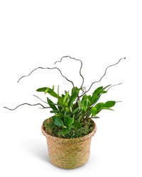 ZanGem Plant in Basket from The Posie Shoppe in Prineville, OR