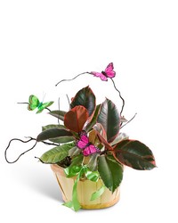 Variegated Rubber Tree Plant with Spring Accents from The Posie Shoppe in Prineville, OR