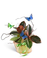 Variegated Rubber Tree Plant with Butterflies from The Posie Shoppe in Prineville, OR