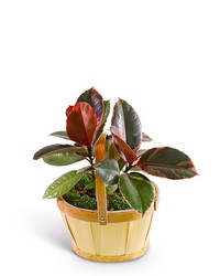 Variegated Rubber Tree Plant from The Posie Shoppe in Prineville, OR