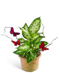 Dieffenbachia Plant with Spring Accents from The Posie Shoppe in Prineville, OR
