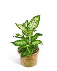 Dieffenbachia Plant from The Posie Shoppe in Prineville, OR