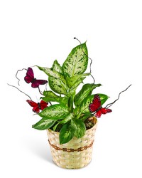 Butterfly Kisses Dieffenbachia Plant from The Posie Shoppe in Prineville, OR