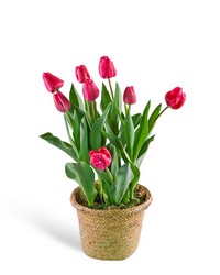 Pink Potted Tulip Plant from The Posie Shoppe in Prineville, OR