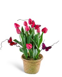 Pink Potted Tulip Plant with Butterflies from The Posie Shoppe in Prineville, OR