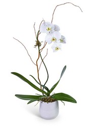 Whispering Phalaenopsis Orchid from The Posie Shoppe in Prineville, OR