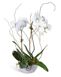 Luxe Double Orchid from The Posie Shoppe in Prineville, OR