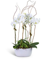 Fifth Avenue Triple Orchid from The Posie Shoppe in Prineville, OR