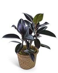 Rubber Plant in Basket from The Posie Shoppe in Prineville, OR