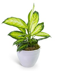 Dieffenbachia Plant in Ceramic from The Posie Shoppe in Prineville, OR