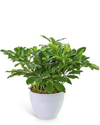 Arboricola Plant in Ceramic from The Posie Shoppe in Prineville, OR