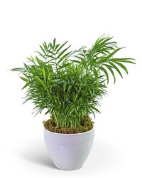 Palm Plant in Ceramic from The Posie Shoppe in Prineville, OR