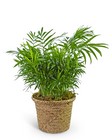 Palm Plant in Basket from The Posie Shoppe in Prineville, OR