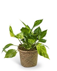 Pothos Plant in Woven Basket from The Posie Shoppe in Prineville, OR