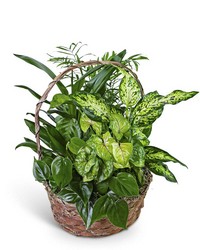 Verdant Dish Garden from The Posie Shoppe in Prineville, OR