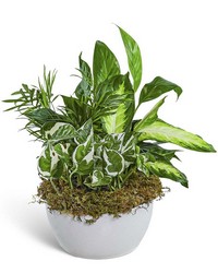 Zen Dish Garden from The Posie Shoppe in Prineville, OR