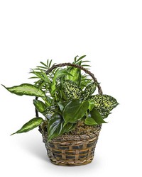 Tranquil Dish Garden in Basket from The Posie Shoppe in Prineville, OR